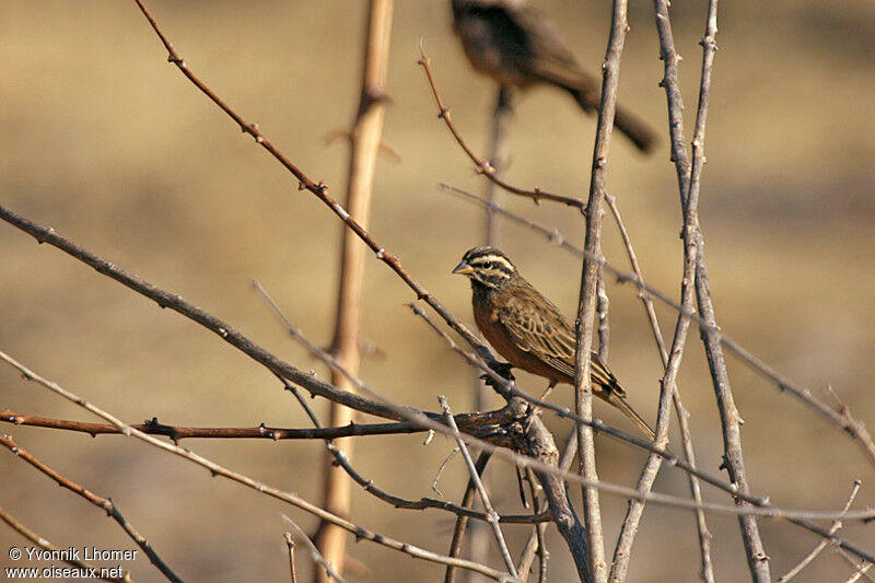 Bruant cannelle, identification