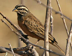 Cinnamon-breasted Bunting