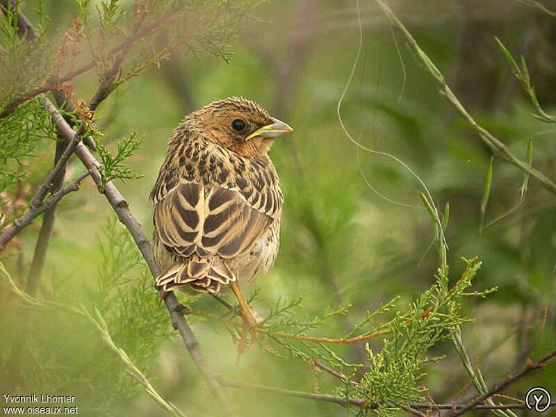 Bruant proyerPoussin, identification