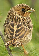 Corn Bunting