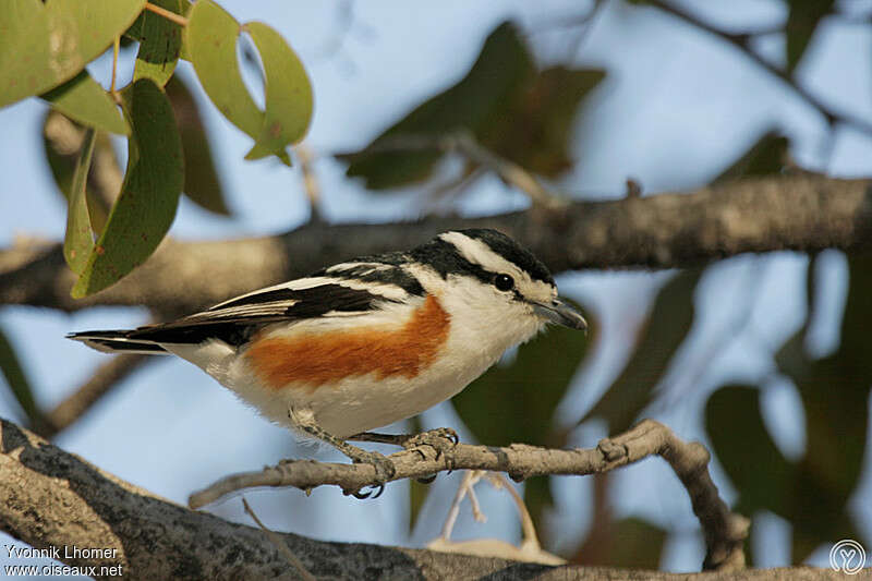 Brubru africainadulte, identification