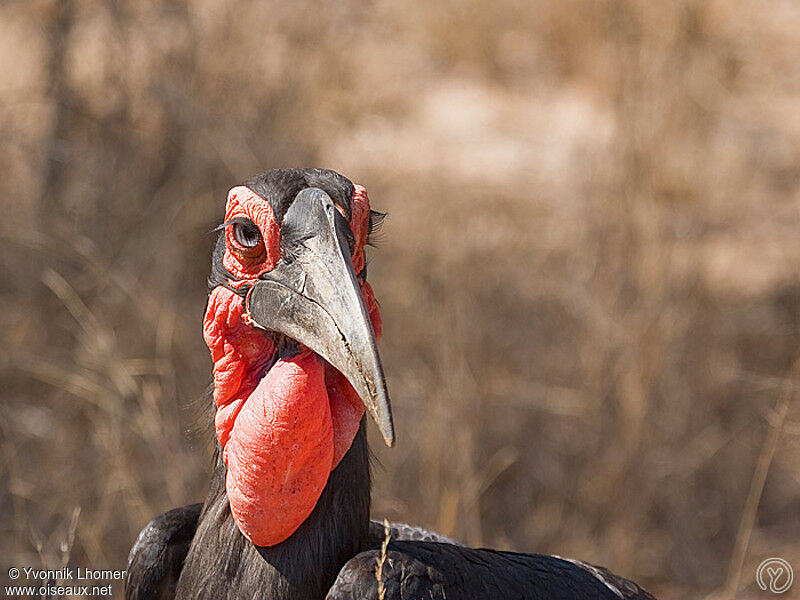 Southern Ground Hornbill male adult, identification