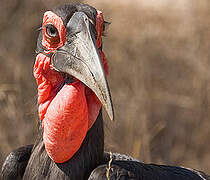 Southern Ground Hornbill