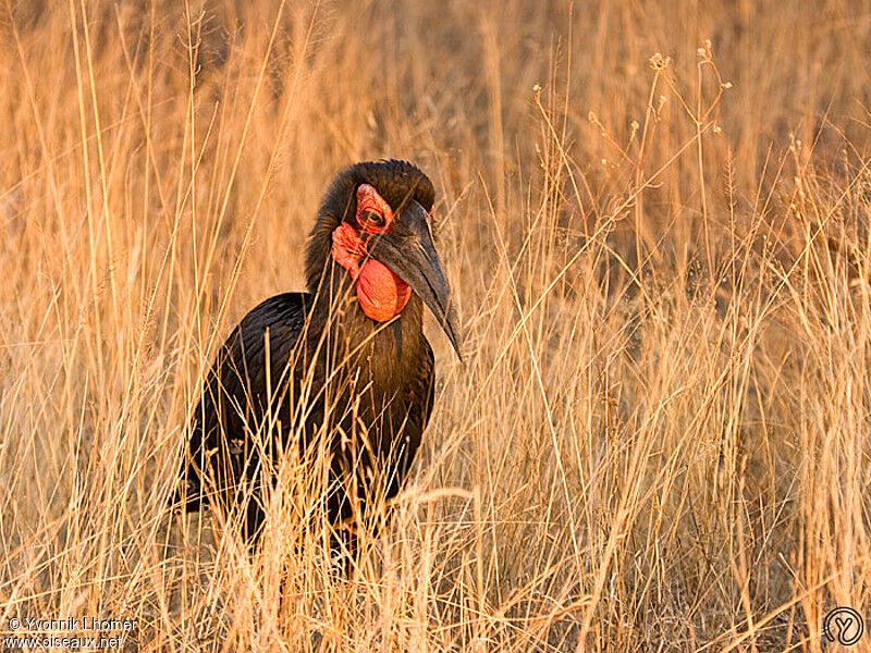 Southern Ground Hornbill female adult, identification