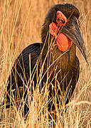 Southern Ground Hornbill