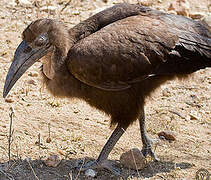 Southern Ground Hornbill