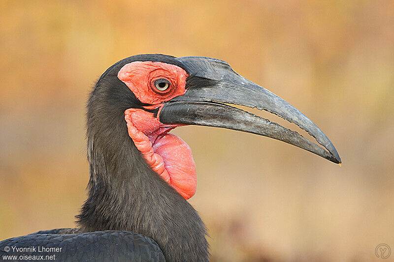 Southern Ground Hornbill male adult, identification