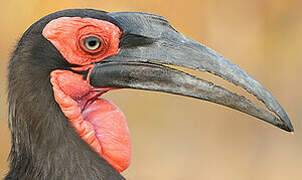 Southern Ground Hornbill