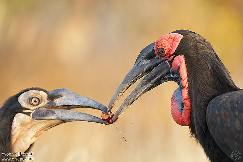 Southern Ground Hornbill, Reproduction-nesting, Behaviour