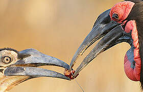 Southern Ground Hornbill