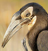 Southern Ground Hornbill