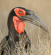 Southern Ground Hornbill