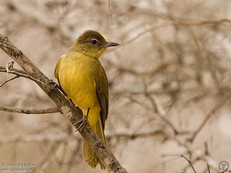 Yellow-bellied Greenbuladult, identification