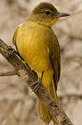 Yellow-bellied Greenbul