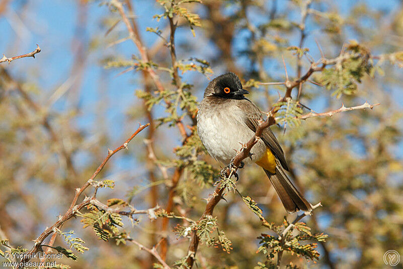 Bulbul brunoiradulte, identification