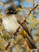 African Red-eyed Bulbul