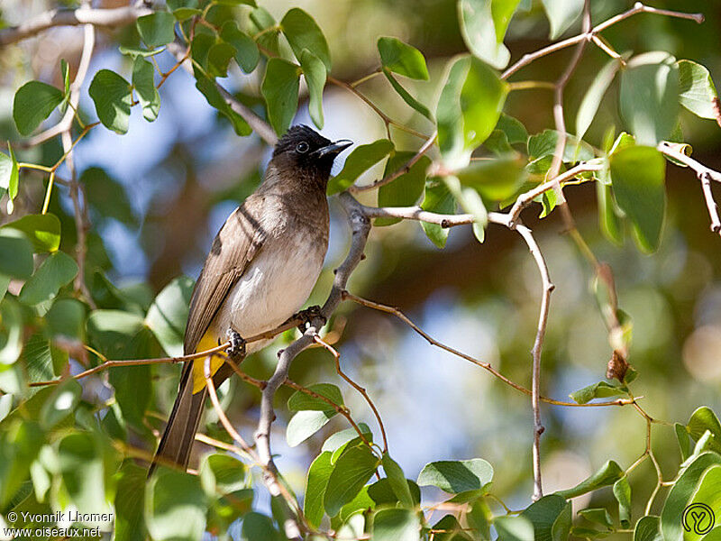 Bulbul tricoloreadulte, identification