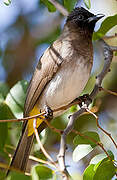 Dark-capped Bulbul