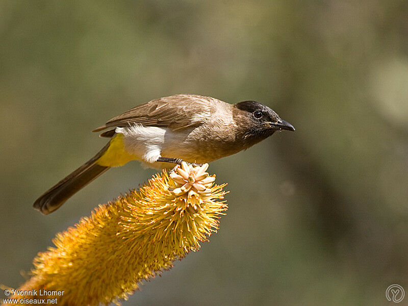 Dark-capped Bulbuladult, identification