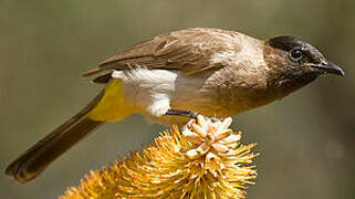 Dark-capped Bulbul