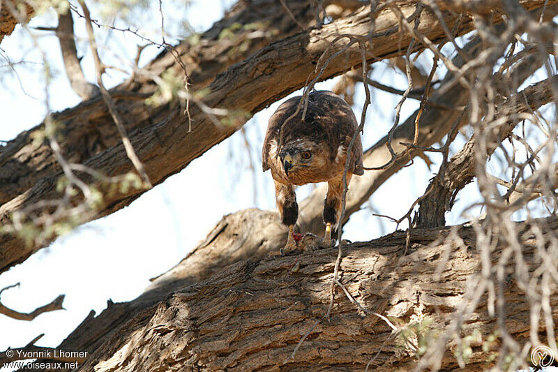 Jackal Buzzardimmature, identification