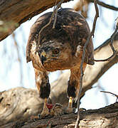 Jackal Buzzard