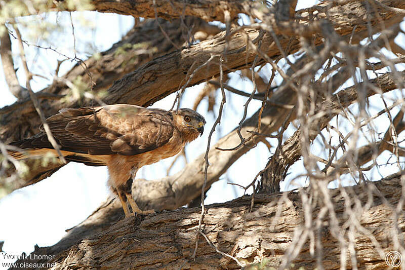 Jackal BuzzardFirst year, identification