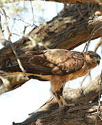 Jackal Buzzard