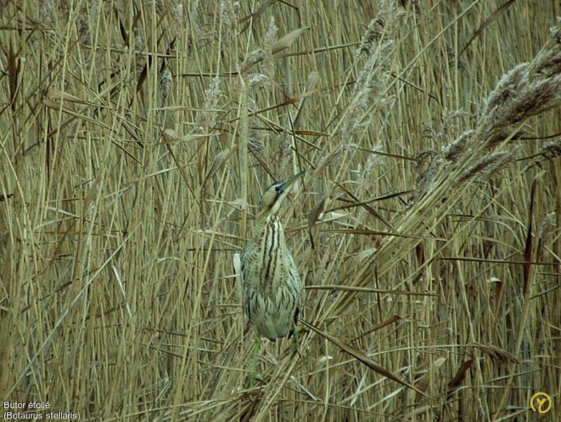 Eurasian Bittern