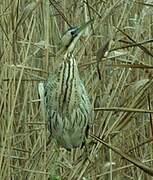 Eurasian Bittern