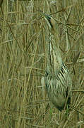 Eurasian Bittern