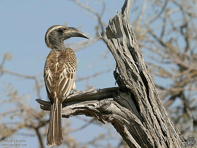 African Grey Hornbill male adult