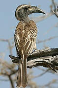 African Grey Hornbill