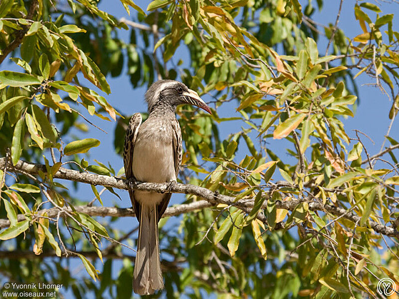 Calao à bec noir femelle adulte, identification