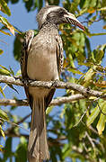 African Grey Hornbill