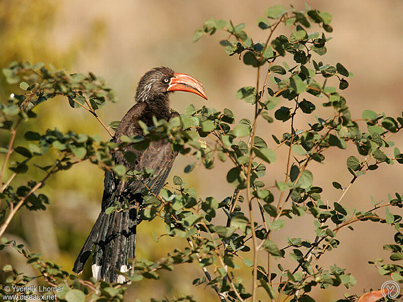Crowned Hornbill male adult, identification
