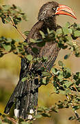 Crowned Hornbill