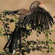 Crowned Hornbill