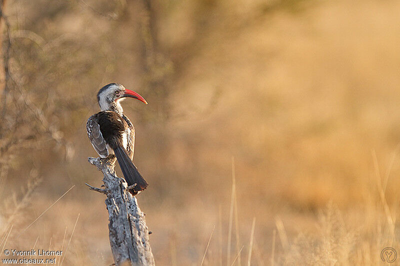 Southern Red-billed Hornbilladult, identification