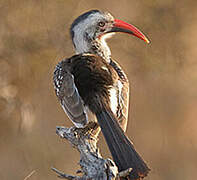 Southern Red-billed Hornbill