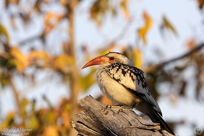 Southern Red-billed Hornbilladult, identification