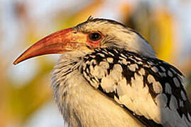 Southern Red-billed Hornbill