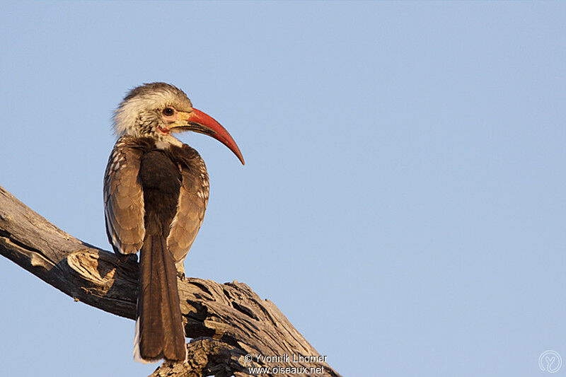 Calao d'Afrique du Sudadulte, identification