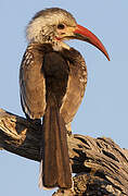 Southern Red-billed Hornbill