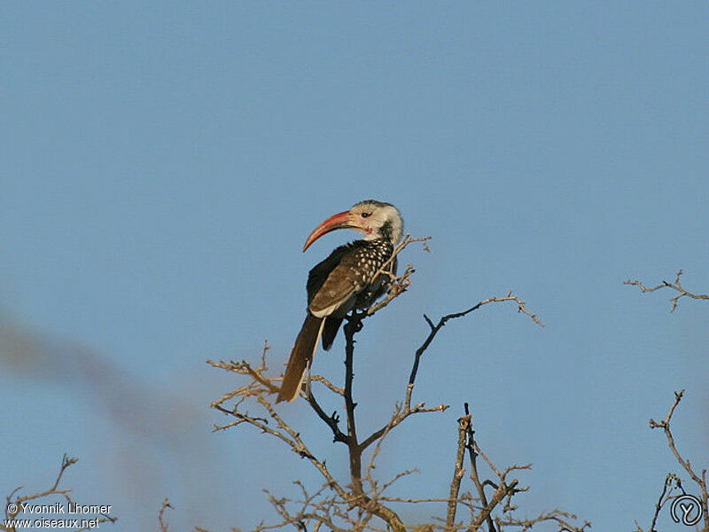 Damara Red-billed Hornbilladult, identification