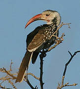 Damara Red-billed Hornbill