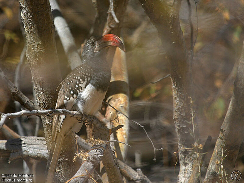 Calao de Monteiro mâle adulte, identification