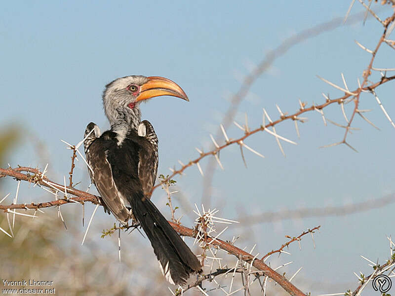 Southern Yellow-billed Hornbill female adult, identification