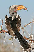 Southern Yellow-billed Hornbill