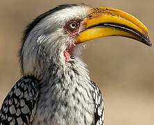 Southern Yellow-billed Hornbill